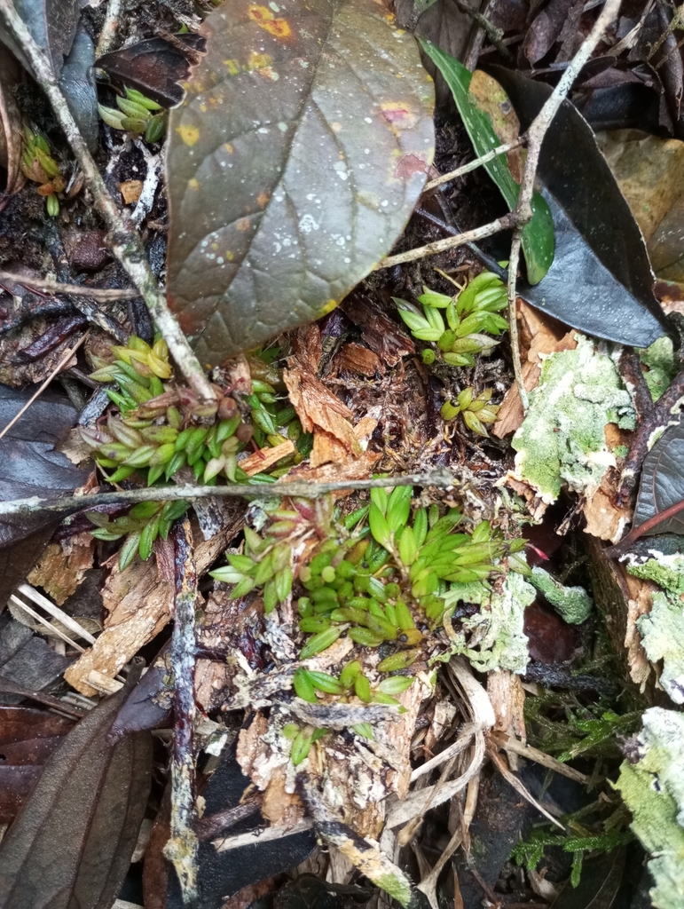 Pabstiella aveniformis