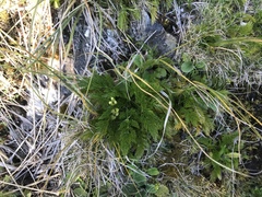 Aciphylla dissecta