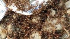 Solenopsis saevissima