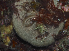 Image of Clypeaster japonicus
