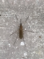 Culiseta inornata