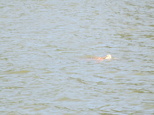 Loggerhead Sea Turtle photographed in Georgia