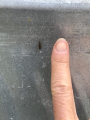 Culiseta inornata