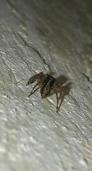 Marma nigritarsis