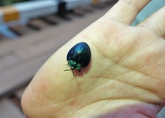 Agenysa desmaresti