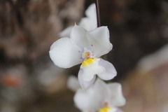 Cuitlauzina pulchella