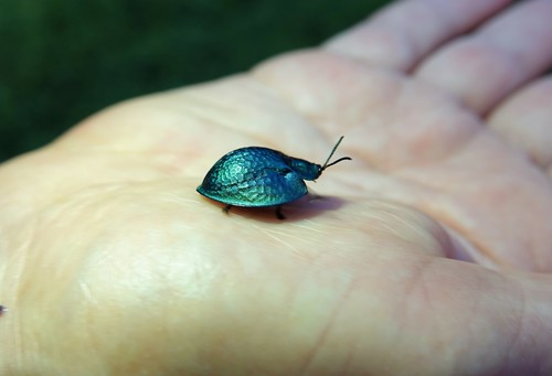 Genus Agenysa · iNaturalist