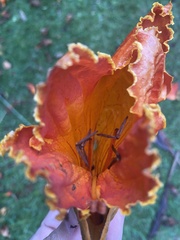 Spathodea campanulata image