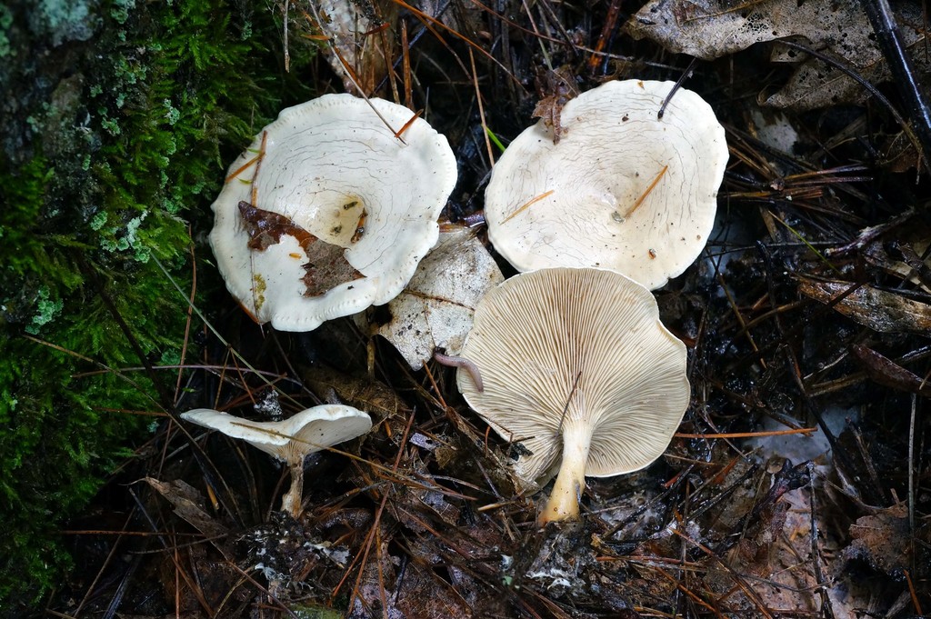 Lulesia