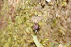 Stelis ornata