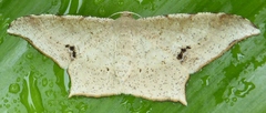 Krananda falcata
