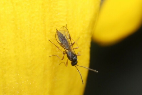 Ephedrus prociphili