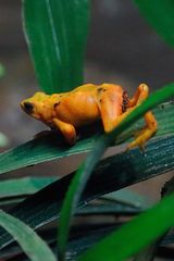 Atelopus zeteki