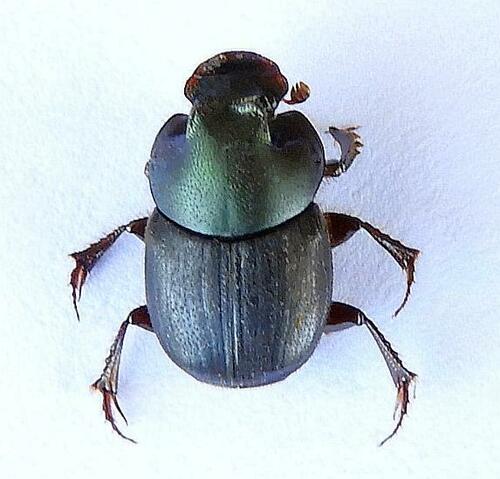 Onthophagus arnetti