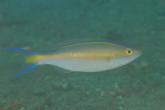 Pentapodus emeryii