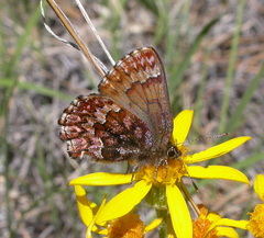 Callophrys eryphon
