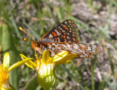 Euphydryas anicia bernadetta