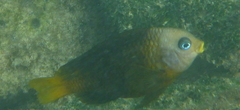 Stegastes arcifrons