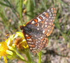 Euphydryas anicia bernadetta