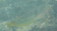 Halichoeres nicholsi