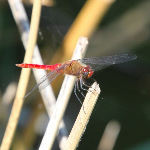 iNaturalist observation photo of Red-tailed Pennant