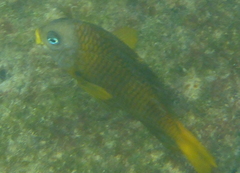 Stegastes arcifrons