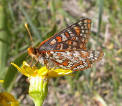 Euphydryas anicia bernadetta