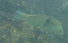 Halichoeres nicholsi