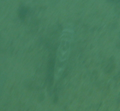 Sphoeroides annulatus