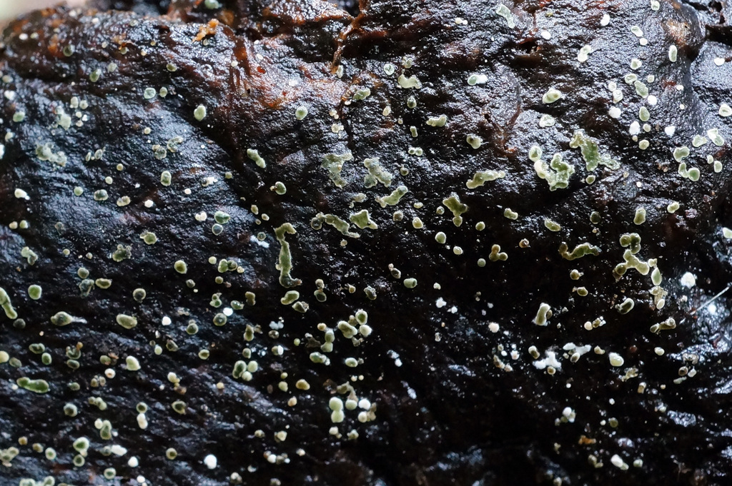 Myrothecium inundatum