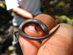 Scincella gemmingeri