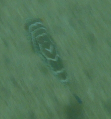 Sphoeroides annulatus