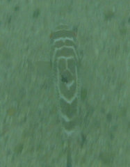 Sphoeroides annulatus