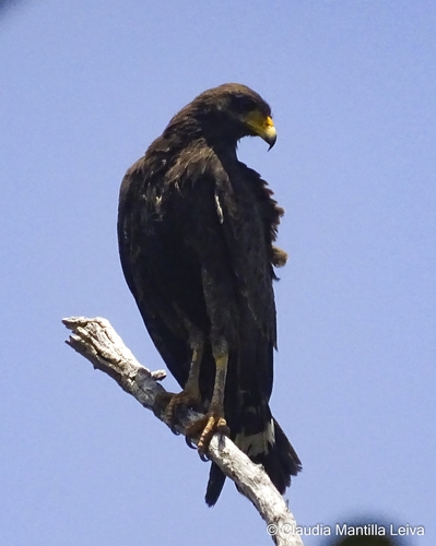 Cuban Black Hawk