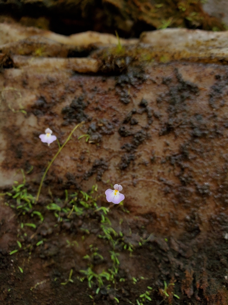 Utricularia laciniata A.St.-Hil. & Girard
