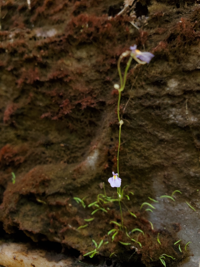 Utricularia laciniata A.St.-Hil. & Girard 2