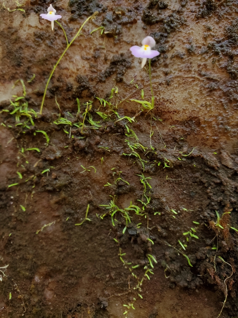 Utricularia laciniata A.St.-Hil. & Girard 3