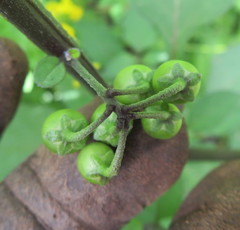 Solanum nigrum — photo 2