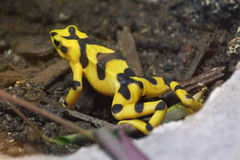 Atelopus zeteki