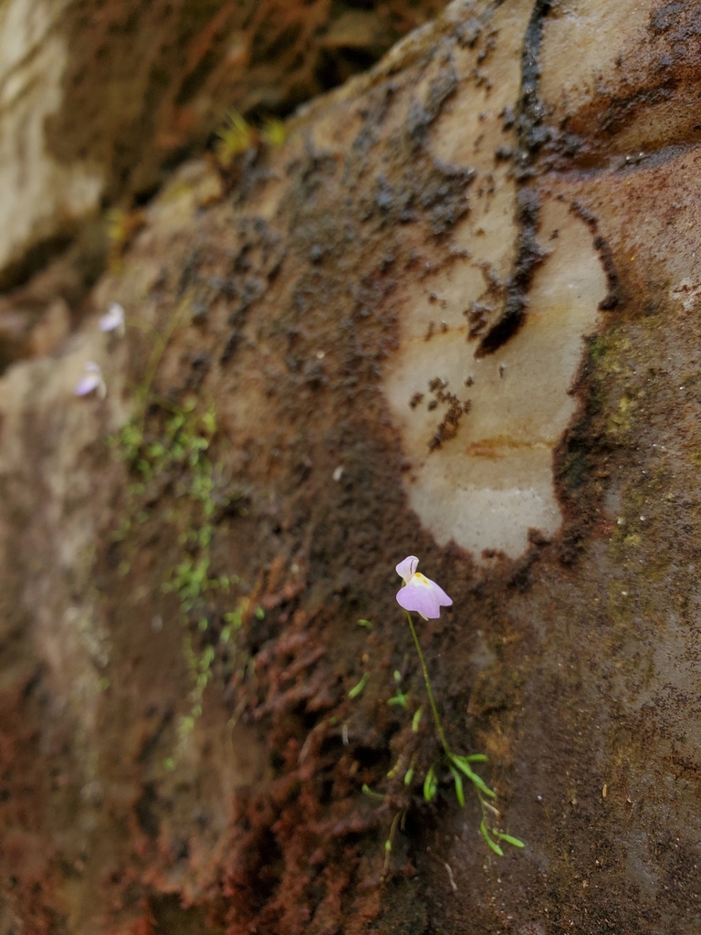 Utricularia laciniata A.St.-Hil. & Girard 4