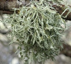 Ramalina inflexa