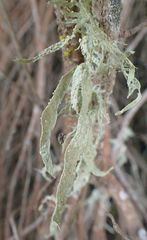 Ramalina ovalis