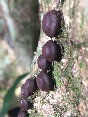 Phylacia