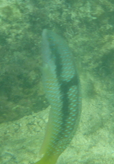 Halichoeres nicholsi
