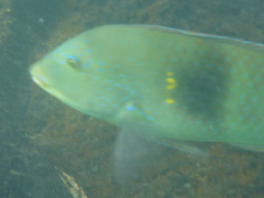 Halichoeres nicholsi