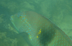 Halichoeres nicholsi