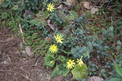 Senecio merendonensis