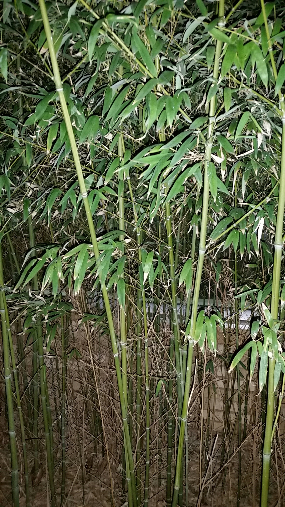 Bambusa textilis