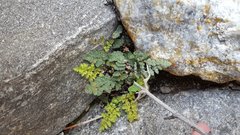 Myriopteris parryi image