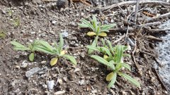 Cryptantha barbigera